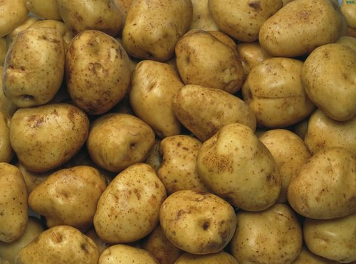到二〇二〇年，种植面积扩至一亿亩以上 让三成马铃薯作主食