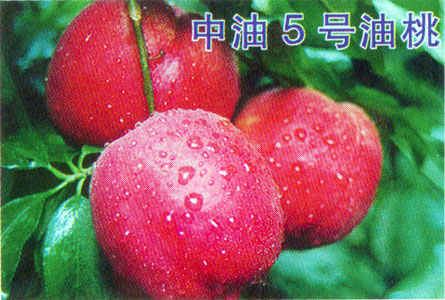 zhongyou5